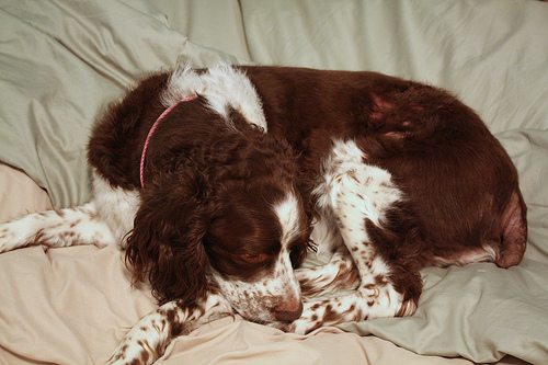 Cancer Cancer Warning Signs in Dogs