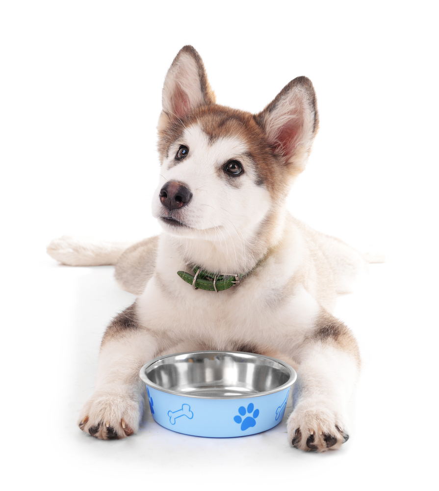 DogWithFoodBowl.jpg