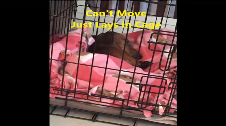 Diseased or Deficient