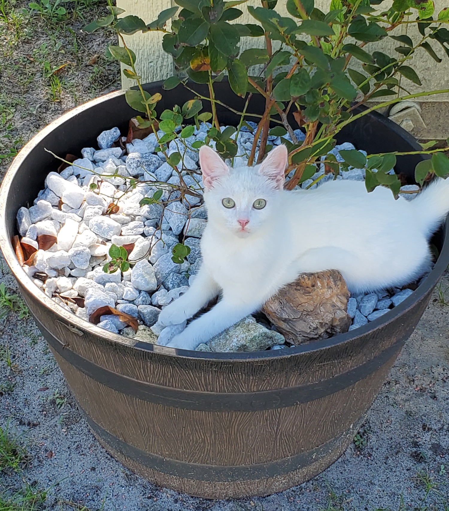 Kimba after eating healthy food