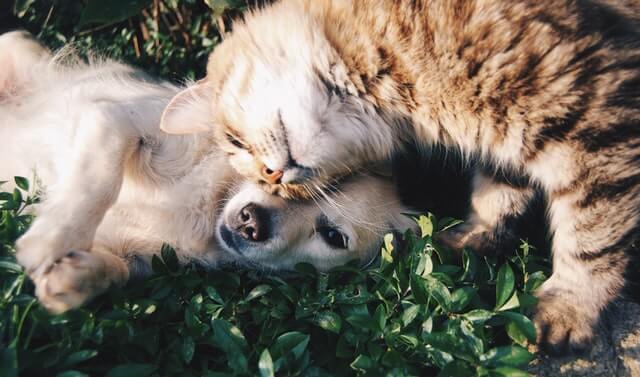 Dog and cat using StemEhance lying on grass.
