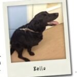 Bella.jpg