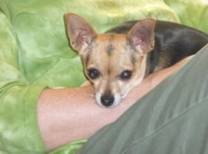 Dog-with-bad-eye-after-StemEnhance.jpg