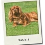 Rockie.jpg