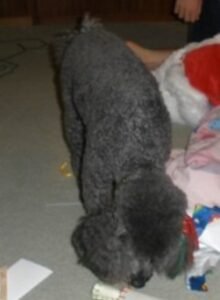 Snuffy-Christmas-2009.jpg