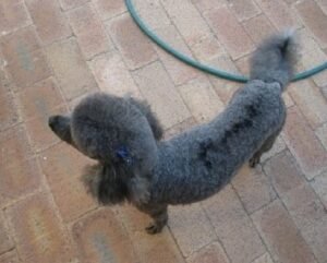 Snuffy-after-StemEnhance.jpg