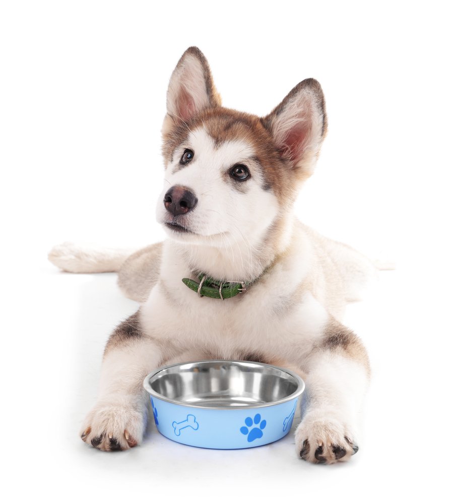 DogWithFoodBowl
