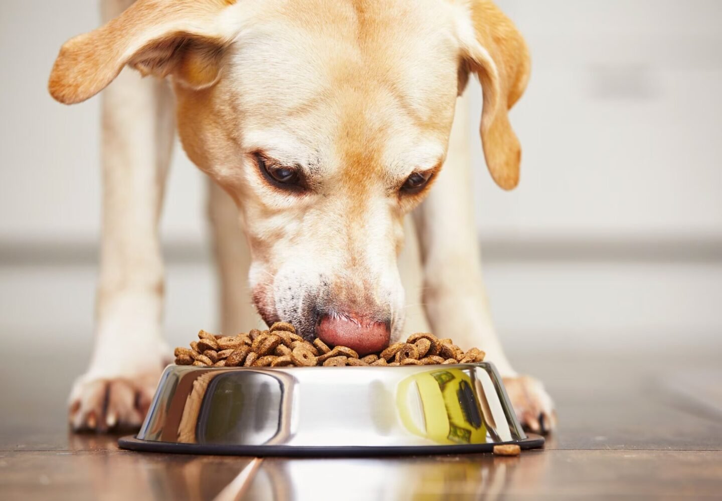 Dog-eating-dog-food
