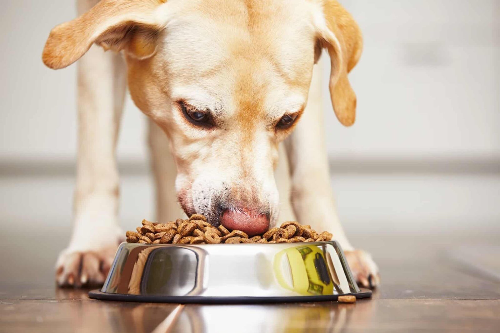 Dog-eating-dog-food