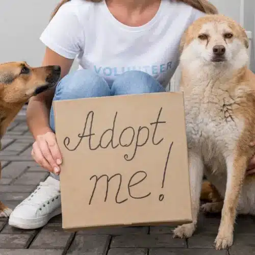 The Truth about Pet Intolerances: How the Ucari Intolerance Test Kit for Pets Helps