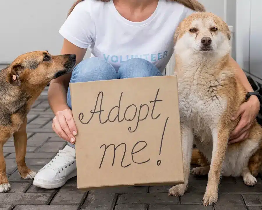 woman-holding-adopt-me-sign