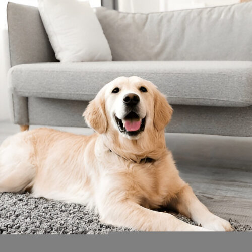 You have subscribed to Healthy Food For Pets