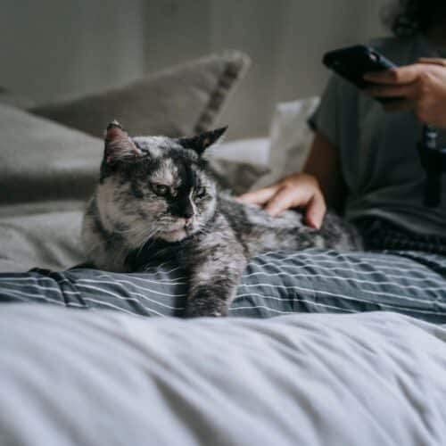 Top Reasons Pet Owners Are Switching to Flea Free Food Supplements