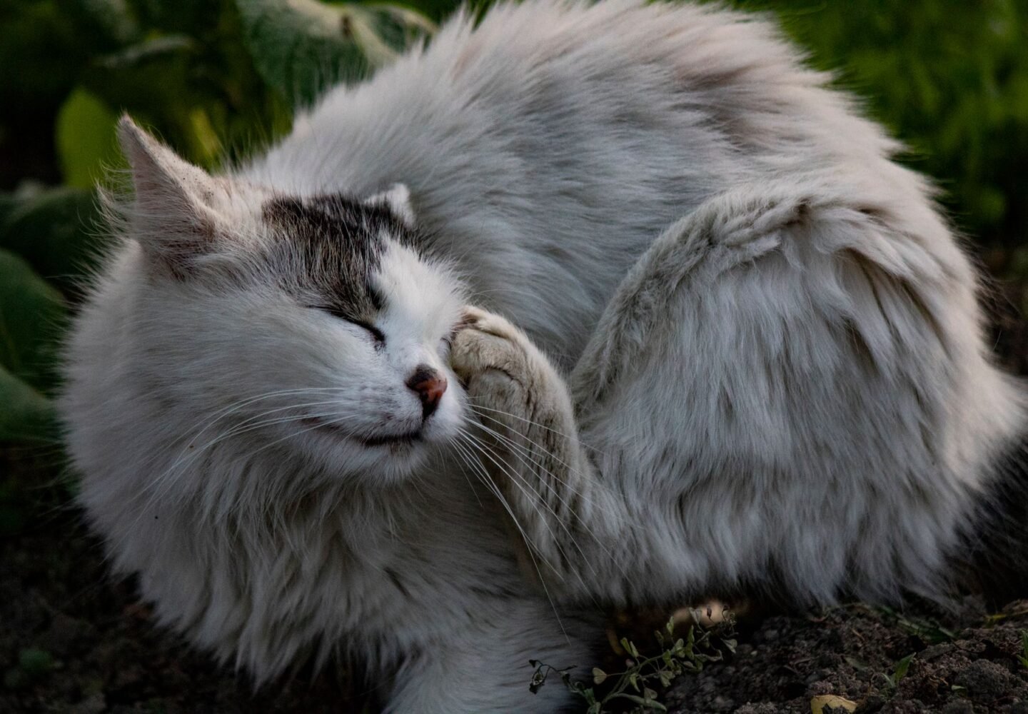 Natural Flea Free Supplement