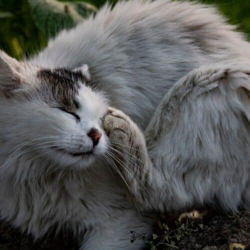 Why Choose a Natural Flea Free Food Supplement Over Chemical Flea Products?
