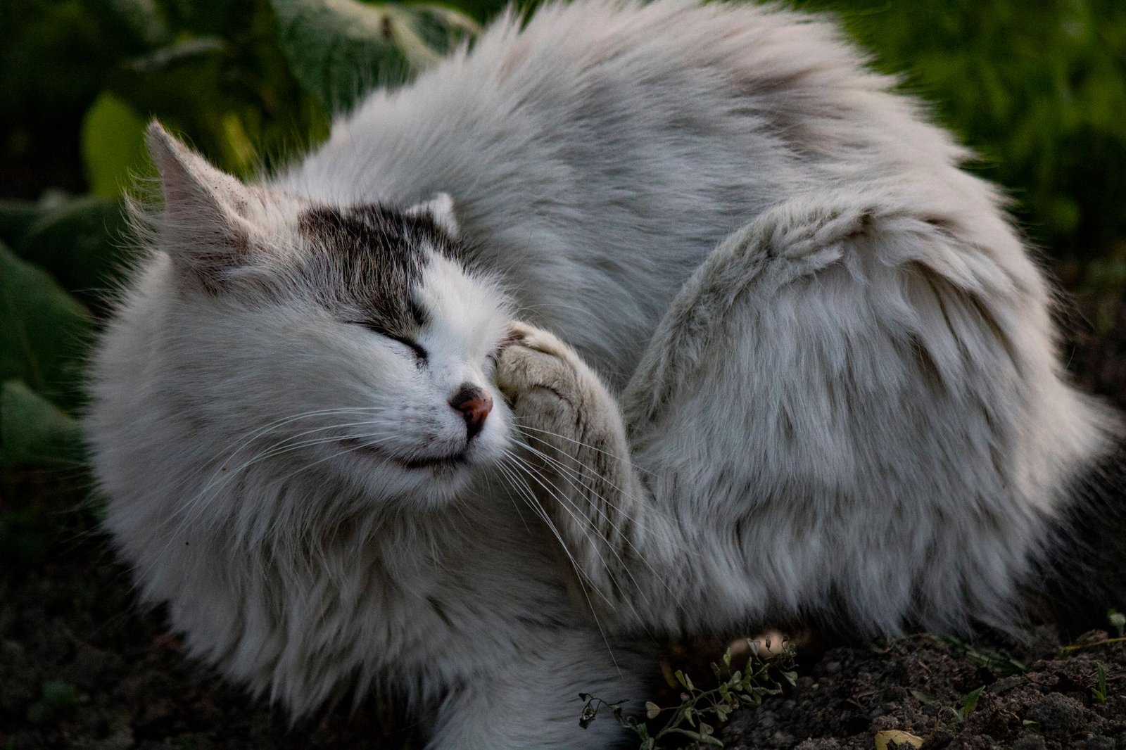 Natural Flea Free Supplement