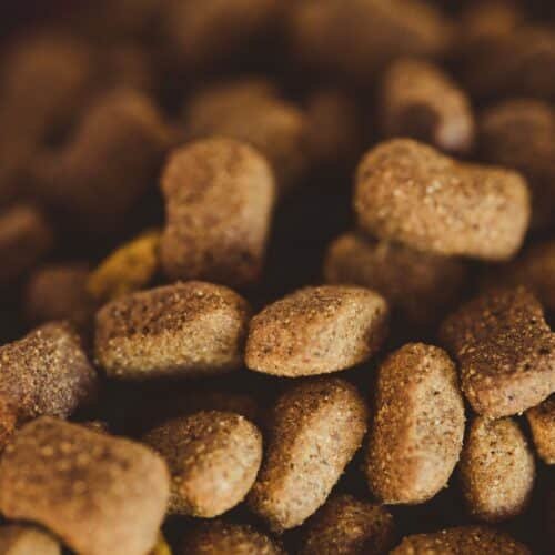 How a Flea Free Food Supplement for Cats Can Help Keep Your Cat Comfortable