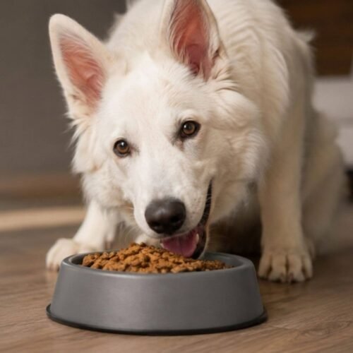 Dream Wild Freeze-Dried Raw Dog Food: A Meal Dogs Adore
